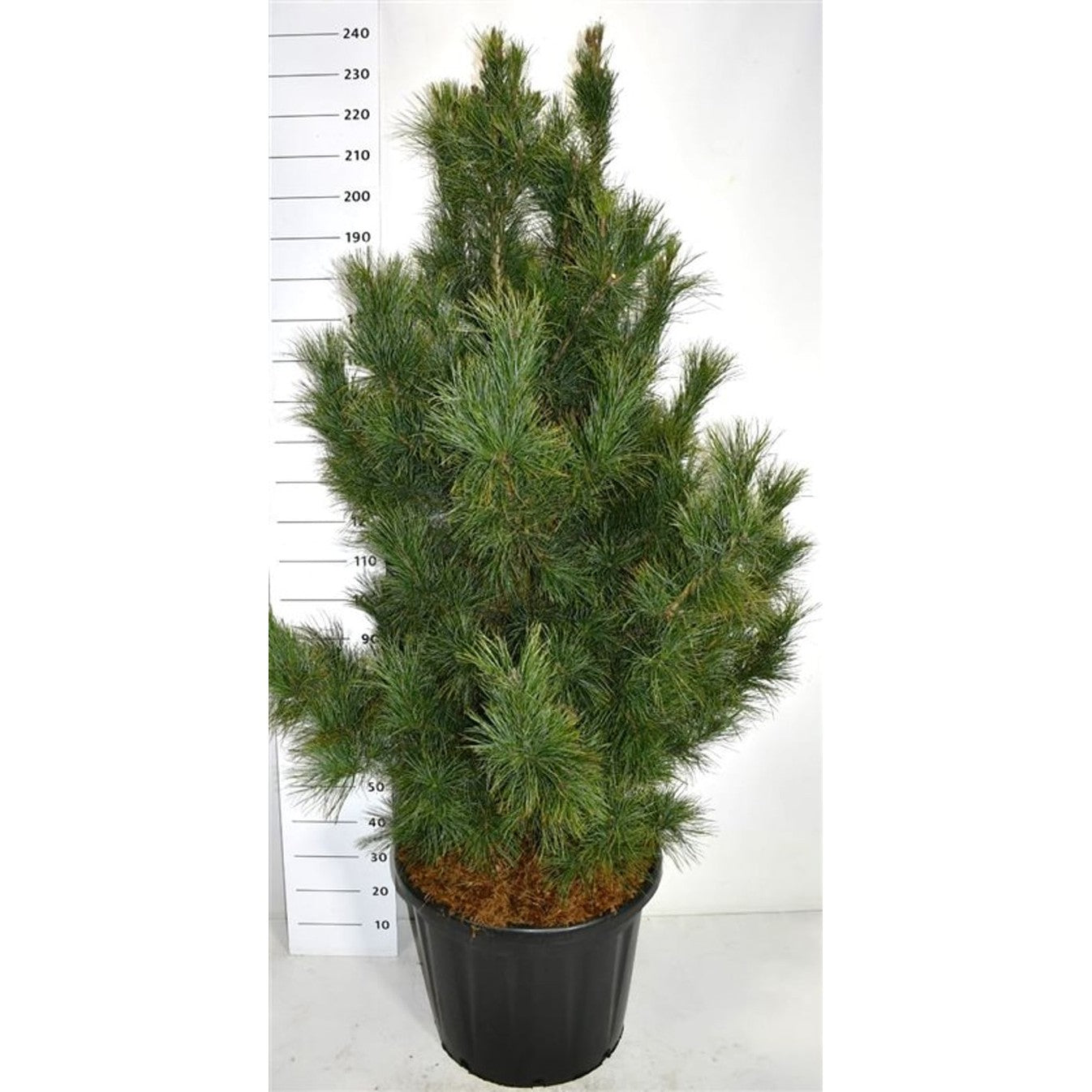 Cembratall – Pinus cembra 'Glauca' - C110 150-175 cm.